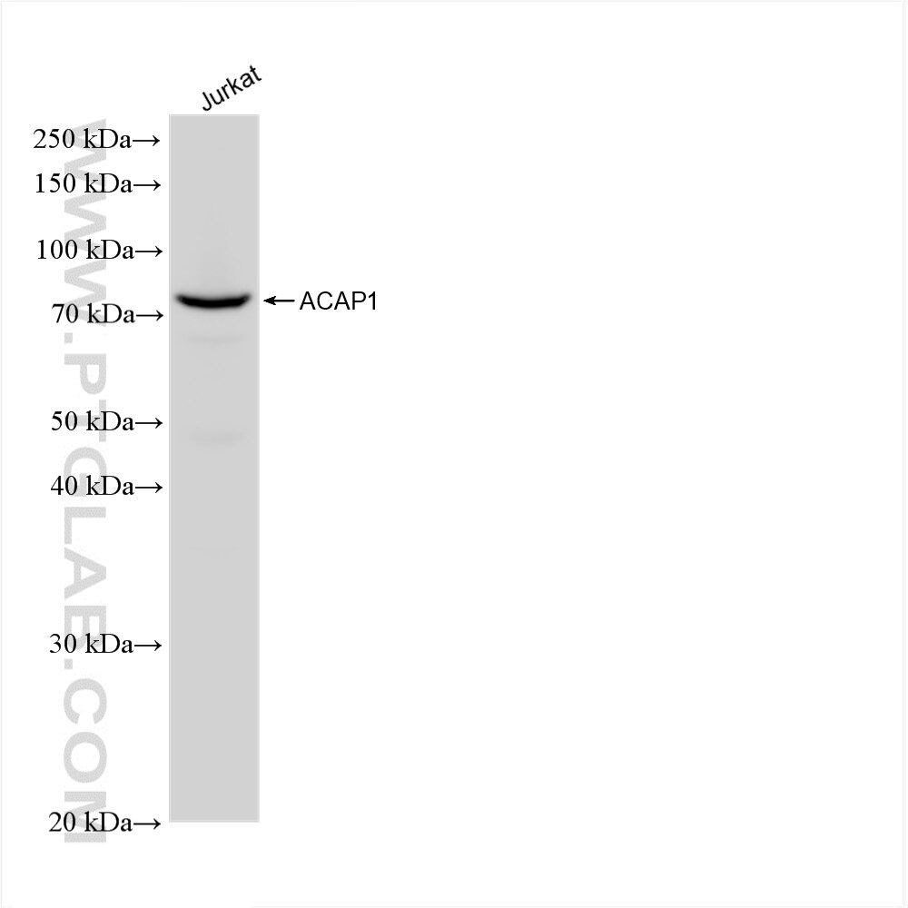 WB analysis of Jurkat using 82967-1-RR