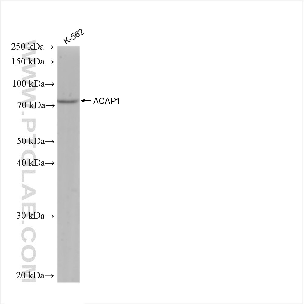 Western Blot (WB) analysis of K-562 cells using ACAP1 Recombinant antibody (82967-1-RR)