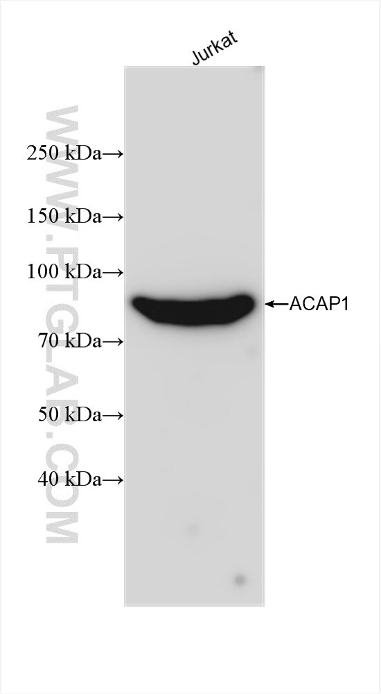 Western Blot (WB) analysis of various lysates using ACAP1 Recombinant antibody (82967-4-RR)