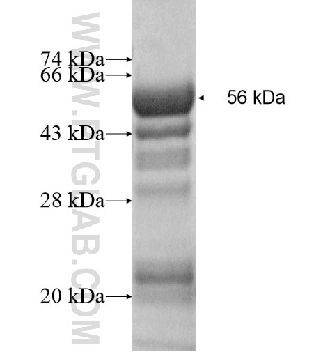 ACAP1 fusion protein Ag14068 SDS-PAGE