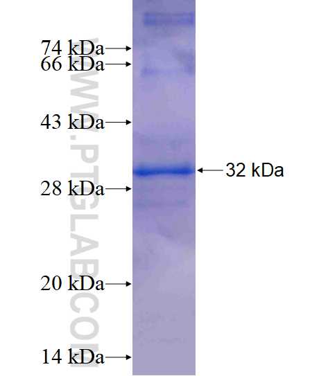 ACAP1 fusion protein Ag14254 SDS-PAGE