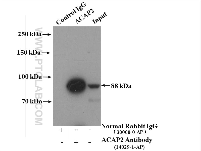 Immunoprecipitation (IP) experiment of NIH/3T3 cells using ACAP2 Polyclonal antibody (14029-1-AP)