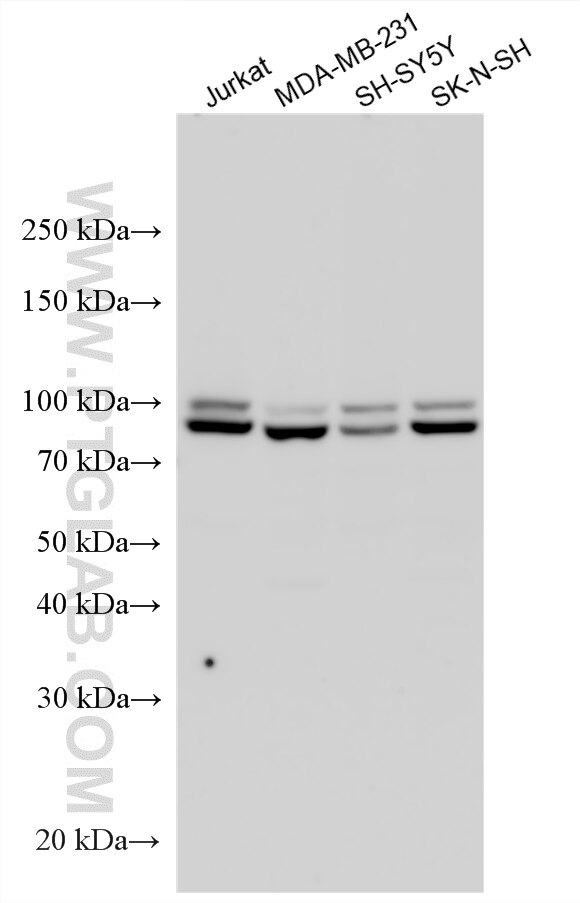 Western Blot (WB) analysis of various lysates using ACAP3 Polyclonal antibody (17570-1-AP)