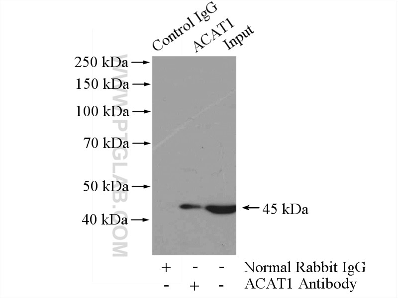 Immunoprecipitation (IP) experiment of mouse heart tissue using ACAT1 Polyclonal antibody (16215-1-AP)