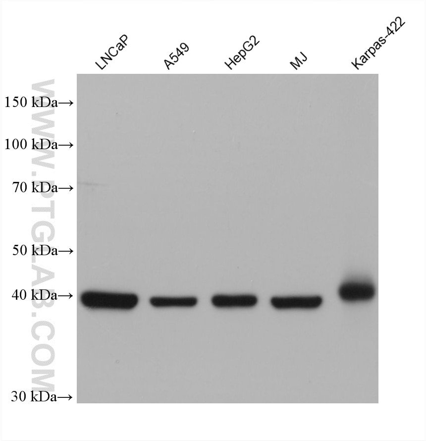 WB analysis using 60485-4-Ig Western Blot (WB) analysis of various lysates using ACAT1 Monoclonal antibody (60485-4-Ig)