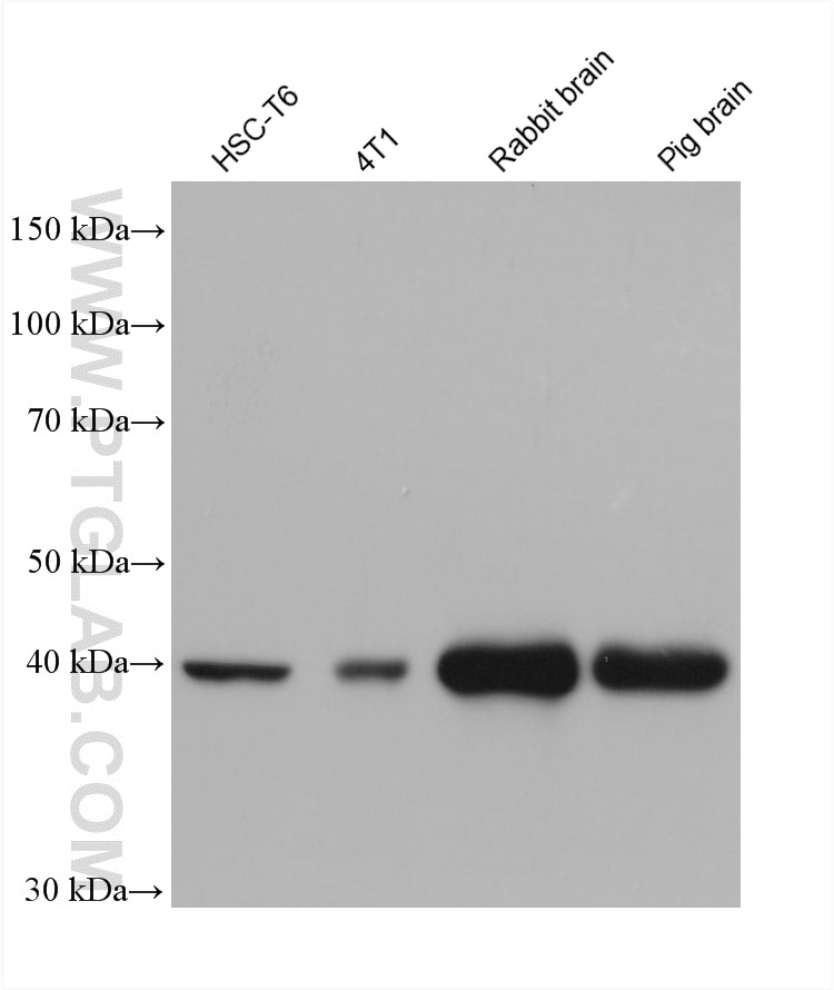 WB analysis using 60485-4-Ig Western Blot (WB) analysis of various lysates using ACAT1 Monoclonal antibody (60485-4-Ig)