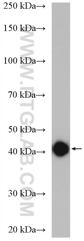 Western Blot (WB) analysis of mouse liver tissue using ACAT2 Polyclonal antibody (14755-1-AP)
