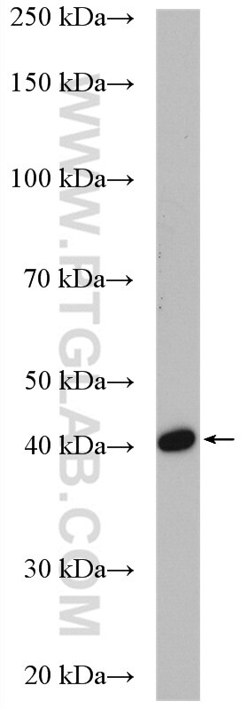 Western Blot (WB) analysis of Caco-2 cells using ACAT2 Polyclonal antibody (14755-1-AP)