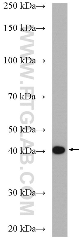 Western Blot (WB) analysis of L02 cells using ACAT2 Polyclonal antibody (14755-1-AP)