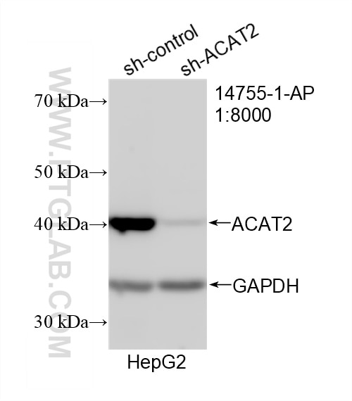 Western Blot (WB) analysis of HepG2 cells using ACAT2 Polyclonal antibody (14755-1-AP)