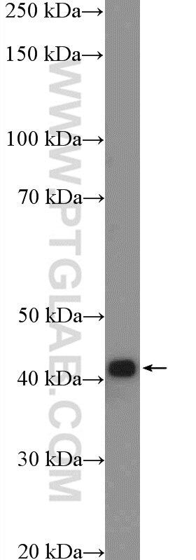 Western Blot (WB) analysis of mouse liver tissue using ACAT2 Polyclonal antibody (14755-1-AP)
