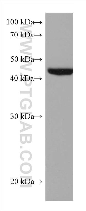 Western Blot (WB) analysis of HCT 116 cells using ACAT2 Monoclonal antibody (68005-1-Ig)