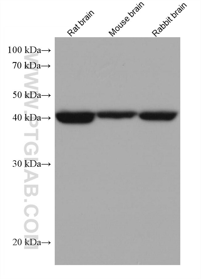 Western Blot (WB) analysis of various lysates using ACAT2 Monoclonal antibody (68005-1-Ig)