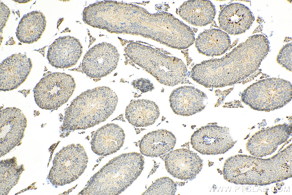 Immunohistochemistry (IHC) staining of mouse testis tissue using ACBD3 Polyclonal antibody (14096-1-AP)