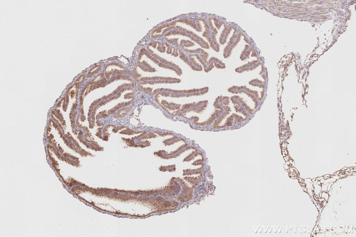Immunohistochemistry (IHC) staining of mouse ovary tissue using ACBD3 Polyclonal antibody (14096-1-AP)