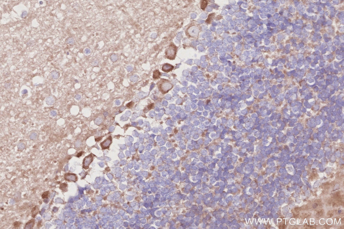 Immunohistochemistry (IHC) staining of mouse cerebellum tissue using ACBD3 Polyclonal antibody (14096-1-AP)