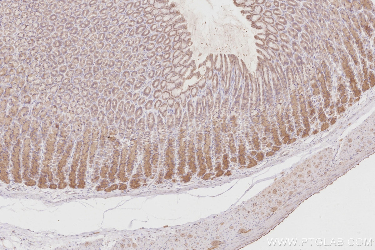 Immunohistochemistry (IHC) staining of rat stomach tissue using ACBD3 Polyclonal antibody (14096-1-AP)