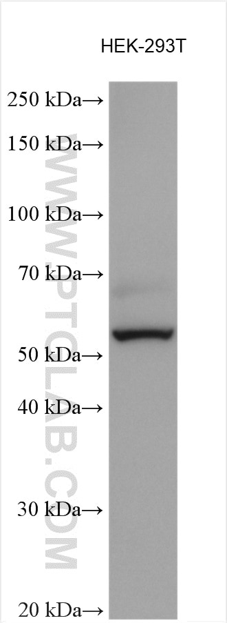 Western Blot (WB) analysis of various lysates using ACBD3 Polyclonal antibody (14096-1-AP)