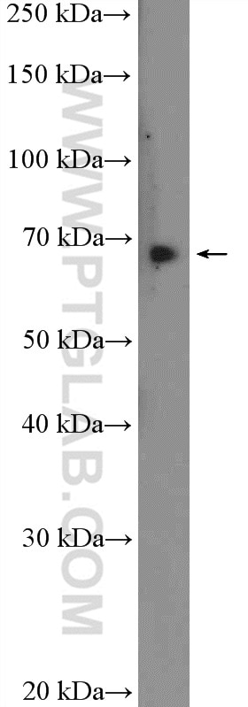 Western Blot (WB) analysis of mouse testis tissue using ACBD3 Polyclonal antibody (14096-1-AP)