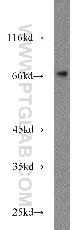 Western Blot (WB) analysis of mouse ovary tissue using ACBD3 Polyclonal antibody (14096-1-AP)