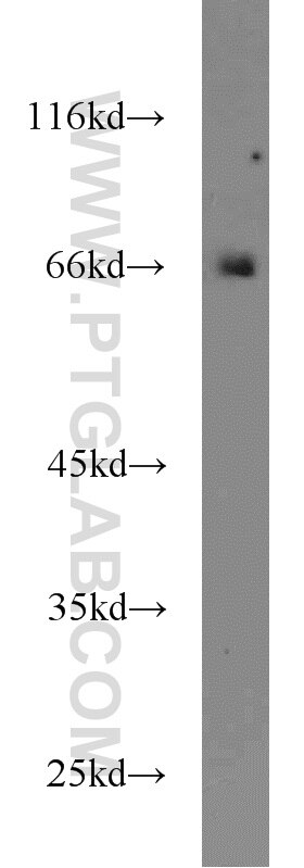 Western Blot (WB) analysis of K-562 cells using ACBD3 Polyclonal antibody (14096-1-AP)