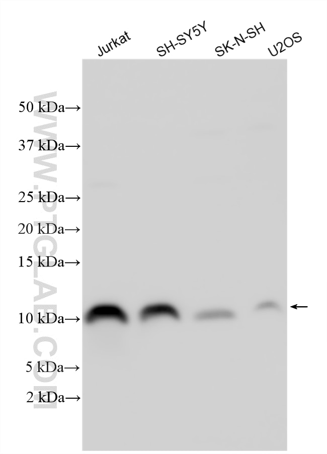 WB analysis using 33855-1-AP Western Blot (WB) analysis of various lysates using ACBD7 Polyclonal antibody (33855-1-AP)
