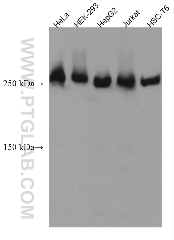 Western Blot (WB) analysis of various lysates using ACC1 Monoclonal antibody (67373-1-Ig)