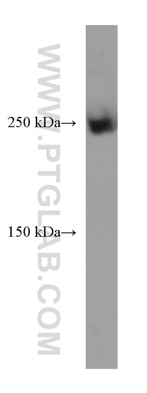 Western Blot (WB) analysis of NIH/3T3 cells using ACC1 Monoclonal antibody (67373-1-Ig)