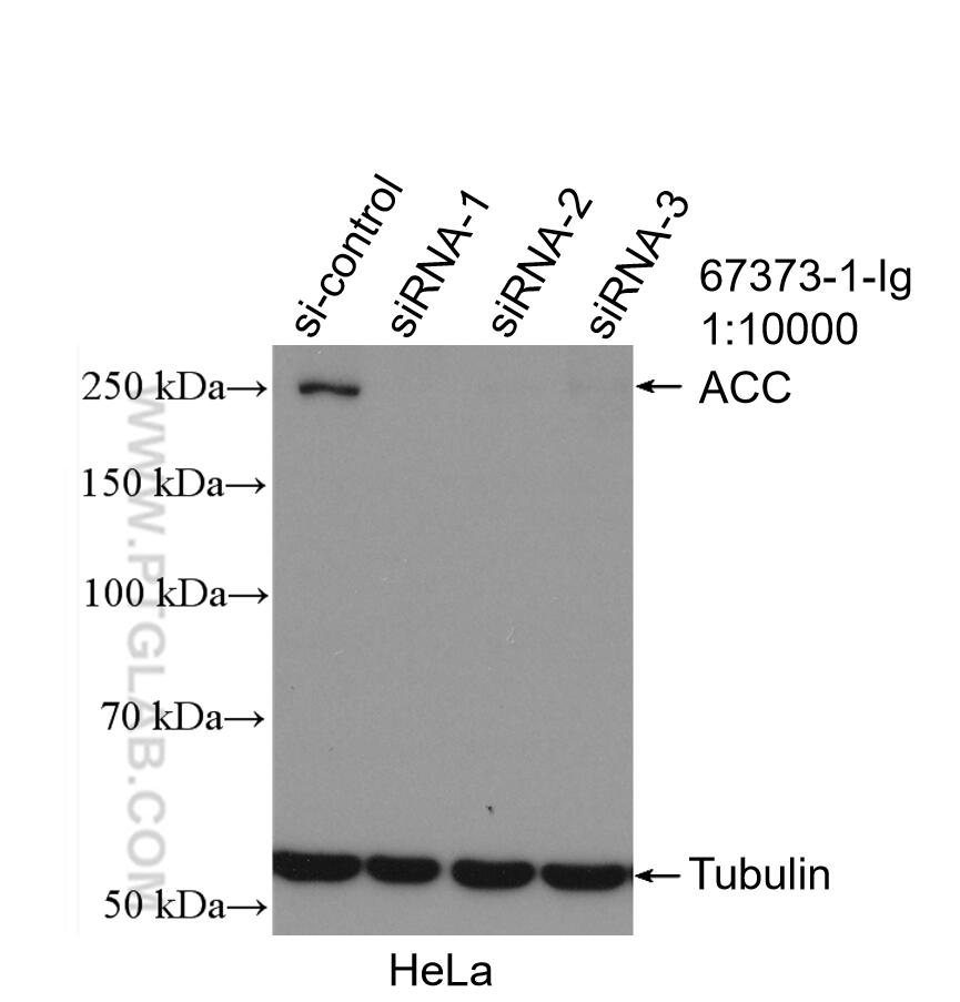 Western Blot (WB) analysis of HeLa cells using ACC1 Monoclonal antibody (67373-1-Ig)
