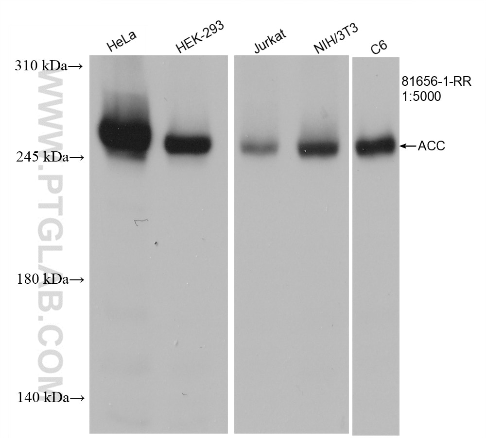 Western Blot (WB) analysis of various lysates using ACC1 Recombinant antibody (81656-1-RR)