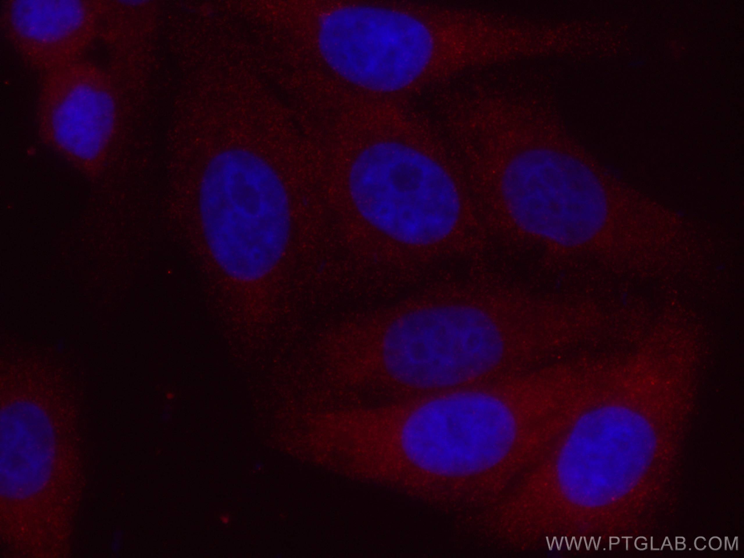 IF Staining of HepG2 using CL594-67373