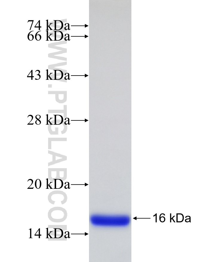 ACC fusion protein Ag17503 SDS-PAGE