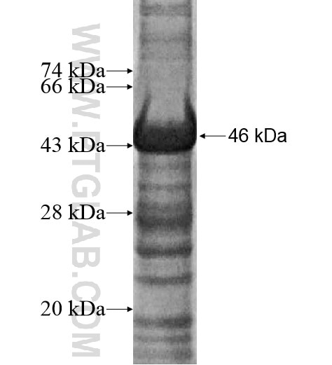 ACCN1 fusion protein Ag12735 SDS-PAGE