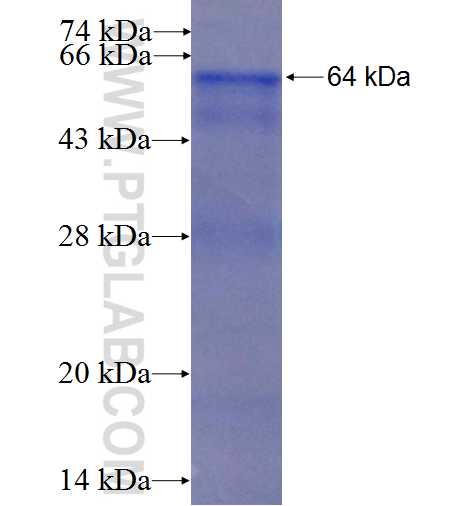 ACCN4 fusion protein Ag2664 SDS-PAGE