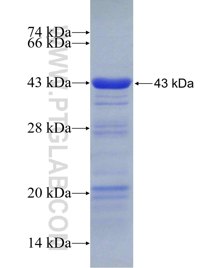 ACE fusion protein Ag20654 SDS-PAGE