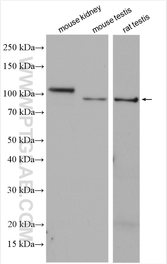 WB analysis using 28868-1-AP