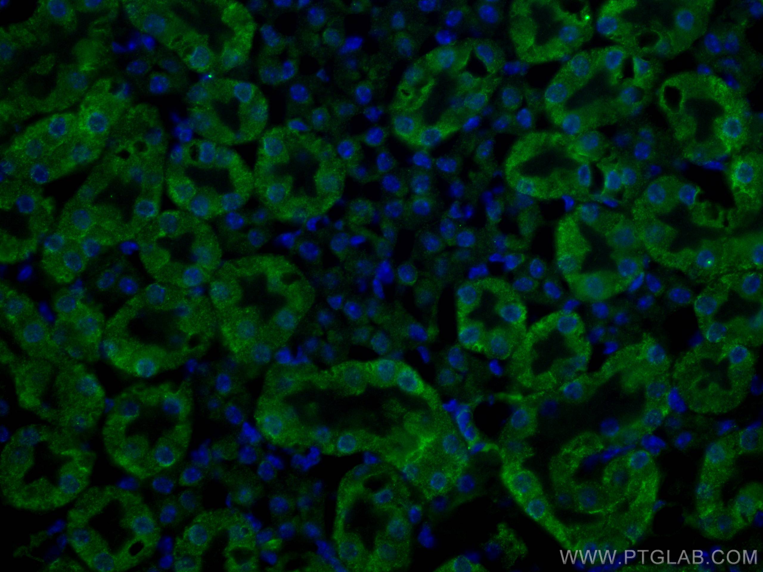 Immunofluorescence (IF) / fluorescent staining of mouse kidney tissue using ACE2 Monoclonal antibody (66699-1-Ig)