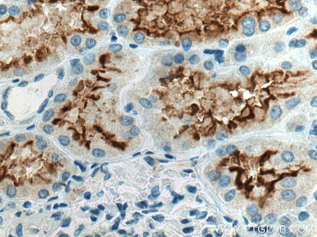 IHC staining of human kidney using 66699-1-Ig