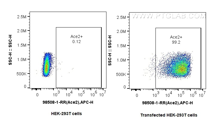 Flow cytometry (FC) experiment of Transfected HEK-293T cells using Anti-Mouse ACE2 Rabbit Recombinant Antibody (98508-1-RR)