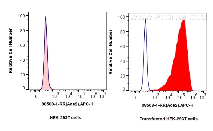 Flow cytometry (FC) experiment of Transfected HEK-293T cells using Anti-Mouse ACE2 Rabbit Recombinant Antibody (98508-1-RR)