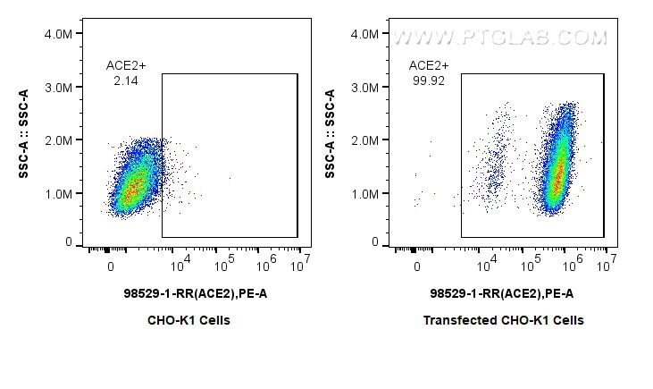 Flow cytometry (FC) experiment of Transfected CKO-K1 using Anti-Human ACE2 Rabbit Recombinant Antibody (98529-1-RR)