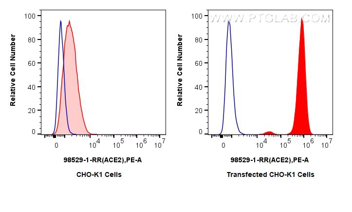 Flow cytometry (FC) experiment of Transfected CKO-K1 using Anti-Human ACE2 Rabbit Recombinant Antibody (98529-1-RR)
