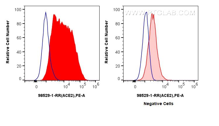 Flow cytometry (FC) experiment of Calu-3 cells using Anti-Human ACE2 Rabbit Recombinant Antibody (98529-1-RR)