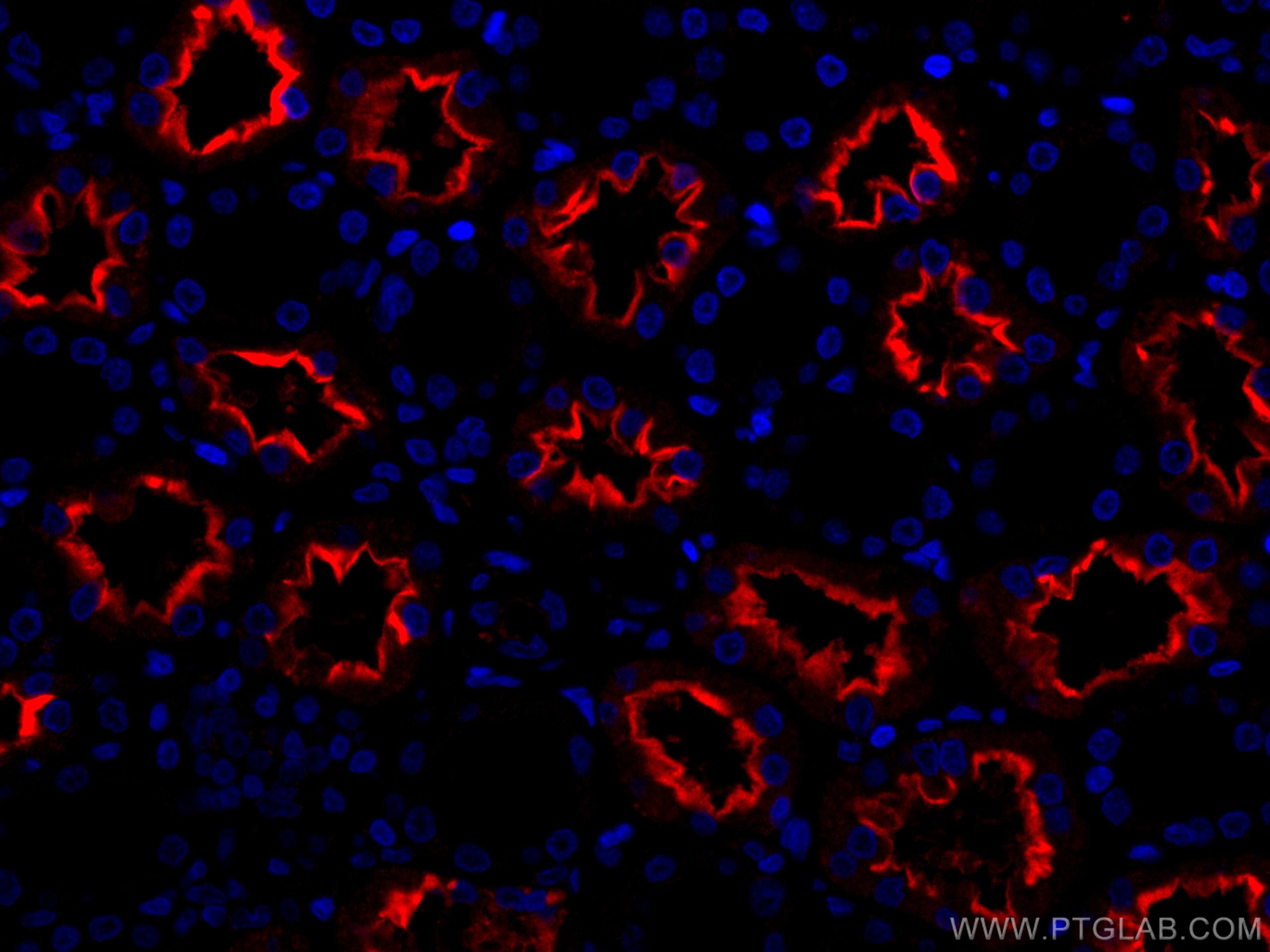 Immunofluorescence (IF) / fluorescent staining of human kidney tissue using CoraLite®594-conjugated ACE2 Monoclonal antibody (CL594-66699)