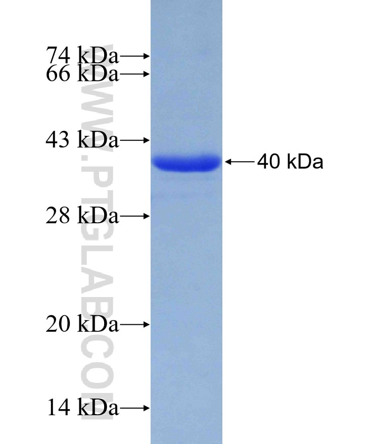ACE2 fusion protein Ag30683 SDS-PAGE
