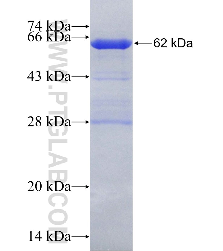 ACE2 fusion protein Ag30686 SDS-PAGE