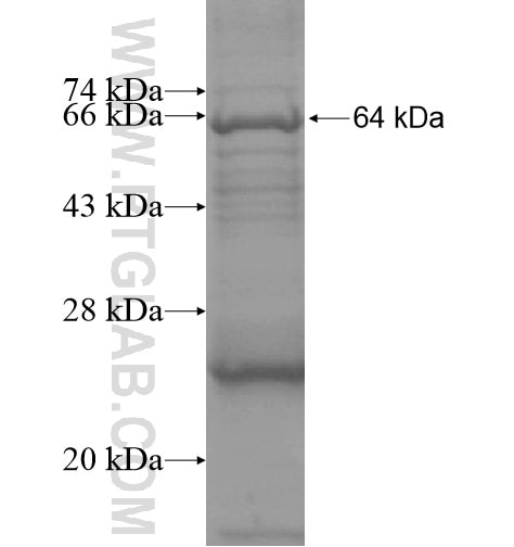 ACE2 fusion protein Ag15455 SDS-PAGE