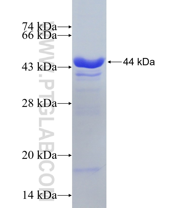 ACE2 fusion protein Ag15554 SDS-PAGE