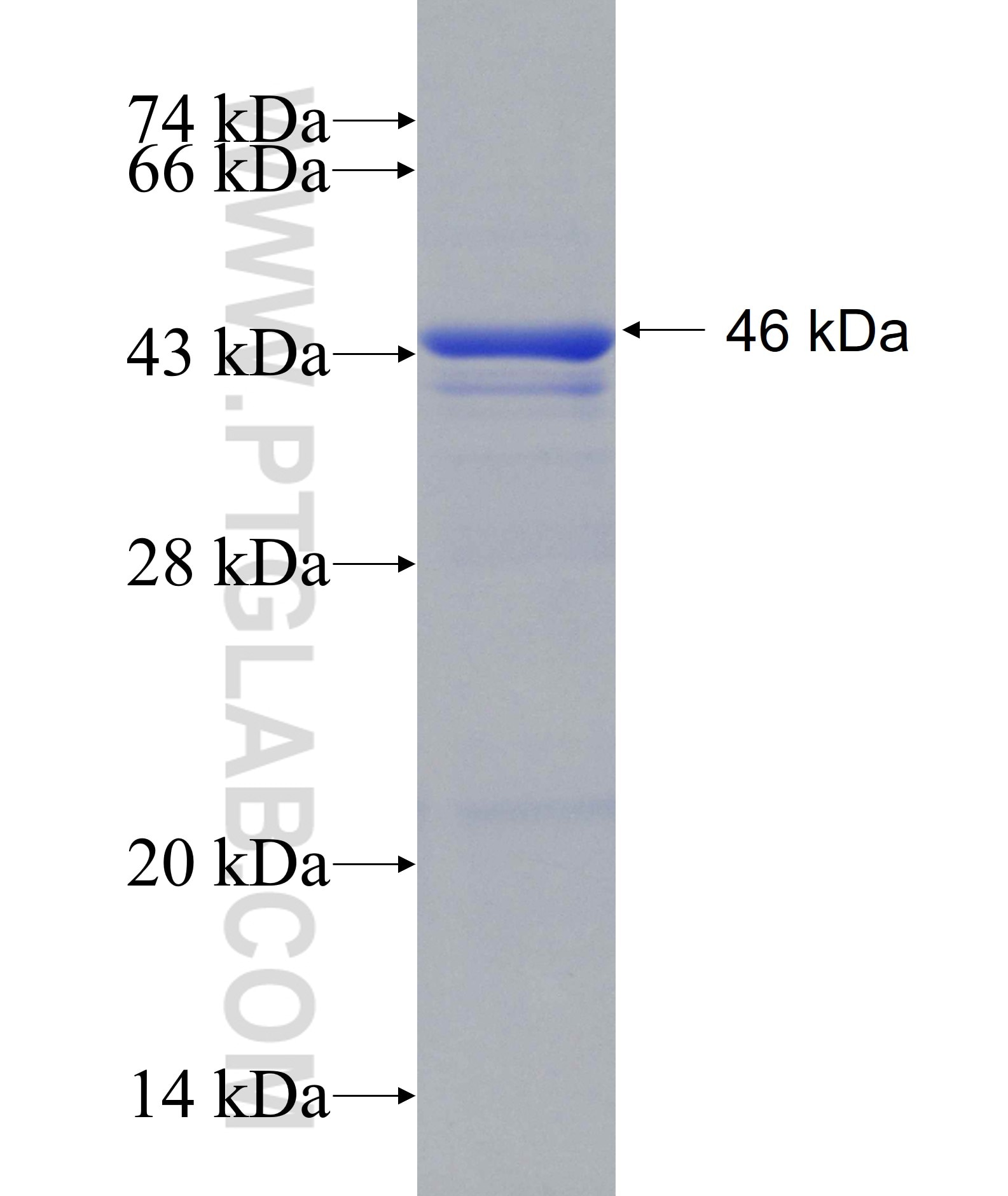 ACE2 fusion protein Ag15554 SDS-PAGE