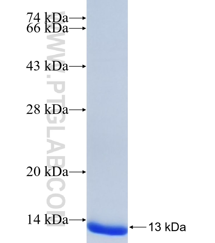 ACER2 fusion protein Ag34388 SDS-PAGE